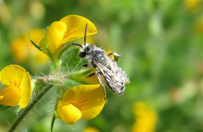 Apidae Andreninae:  cfr. Andrena sp., maschio